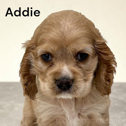 puppy, for, sale, Cocker Spaniel, Joe & Cherri  Overlease, dog, breeder, Miller, MO, dog-breeder, puppy-for-sale, forsale, nearby, find, puppyfind, locator, puppylocator, aca
